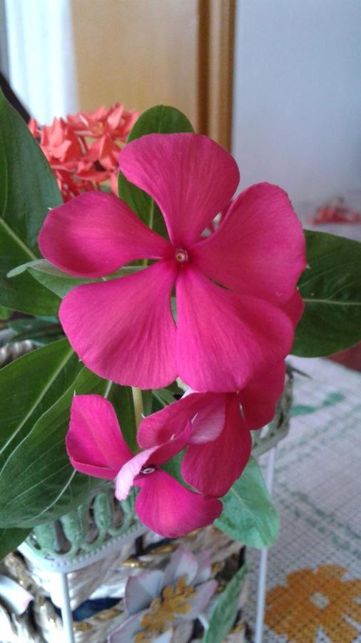 Seychelles Yellow Petals Anse Boileau Exterior foto