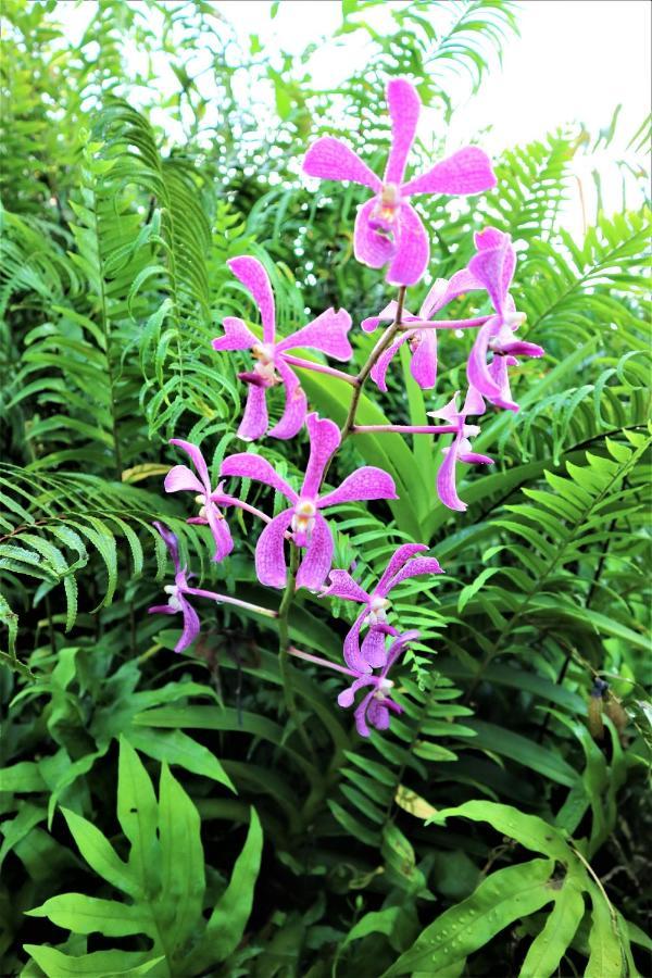 Seychelles Yellow Petals Anse Boileau Exterior foto