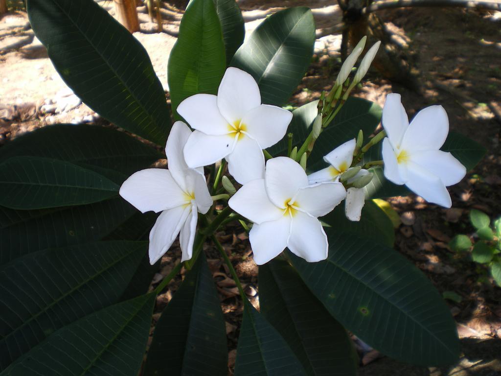 Seychelles Yellow Petals Anse Boileau Exterior foto
