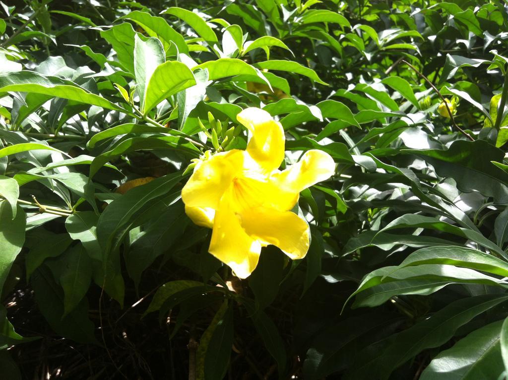 Seychelles Yellow Petals Anse Boileau Exterior foto